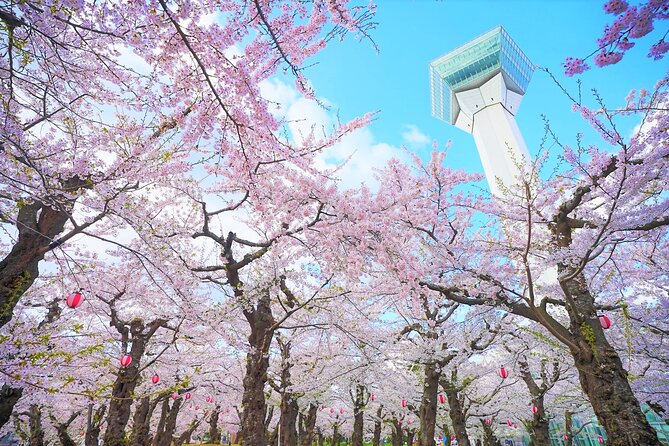 Hokkaido Hakodate Cherry Blossom 2D1N Bus Tour From Sapporo