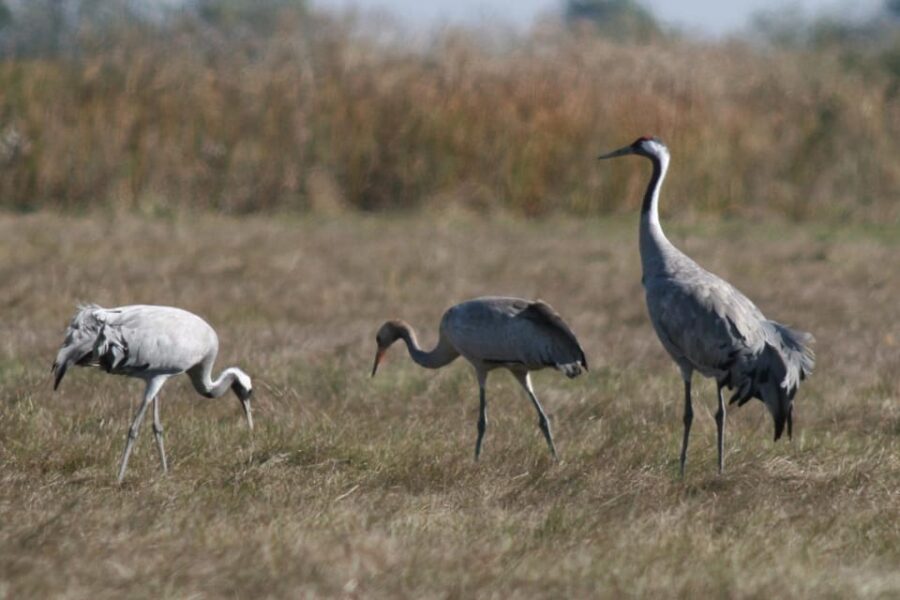 Hortobágy: Crane-watching at Dusk & Visit to the Puszta Park