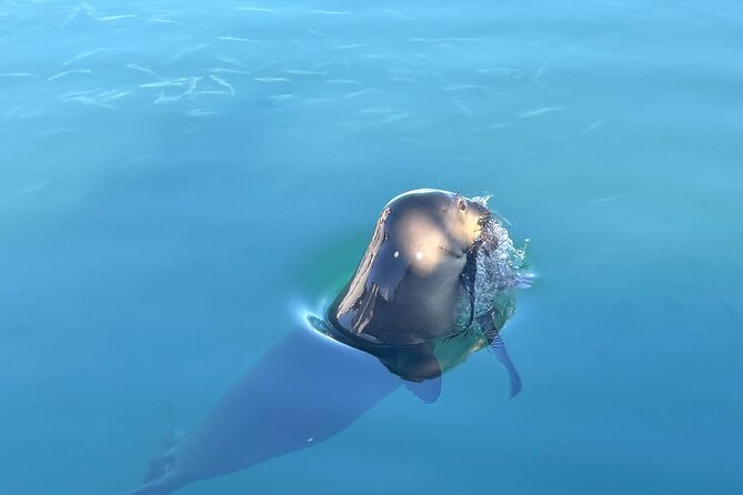 Humpback Whale Watching in Kailua-Kona Review