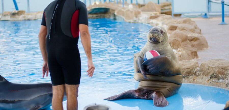 Hurghada: 1-Hour Show at Dolphin World With Optional Pickup - Activity Overview