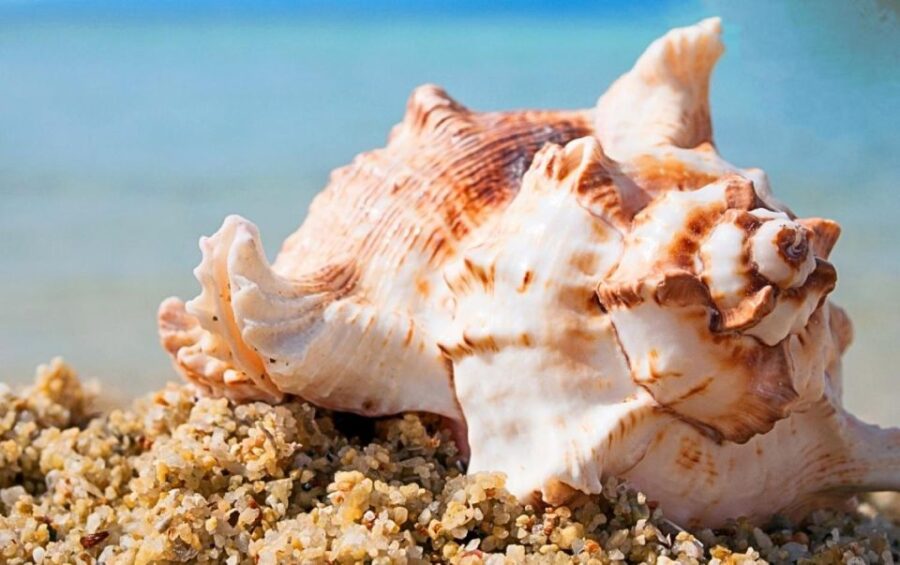 Hurghada: Orange Island Trip With Lunch, Dive, and Parasail