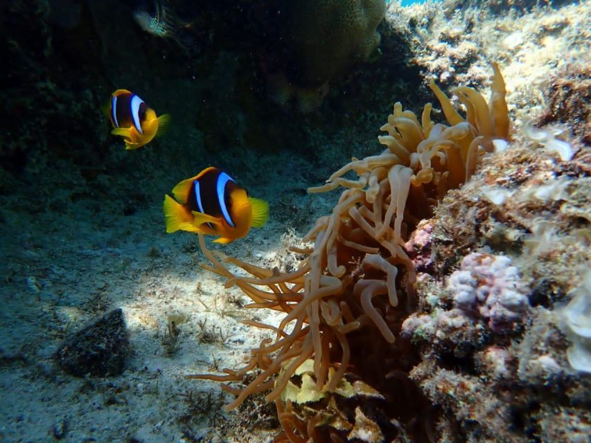 Hurghada: Snorkelling Trip by Speedboat With Hotel Pickup