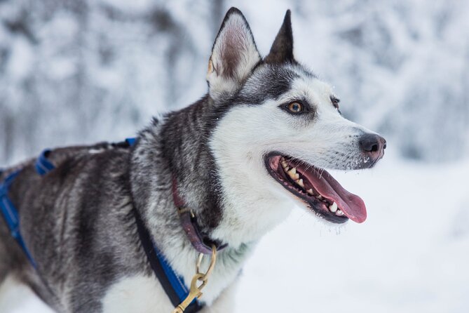 Husky Hugging and Sleigh Ride in Rovaniemi - Meeting Points and Times