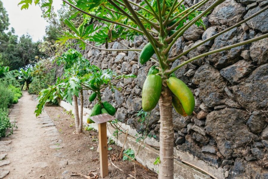 Icod De Los Vinos: Dragon Tree & Botanical Garden Ticket
