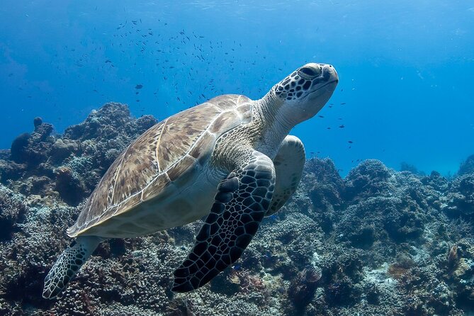 Introductory Diving Class in the Cozumel Reefs