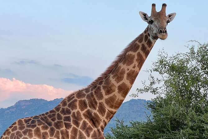 Johannesburg: Private Pilanesberg Park Game Drive Full Day Tour
