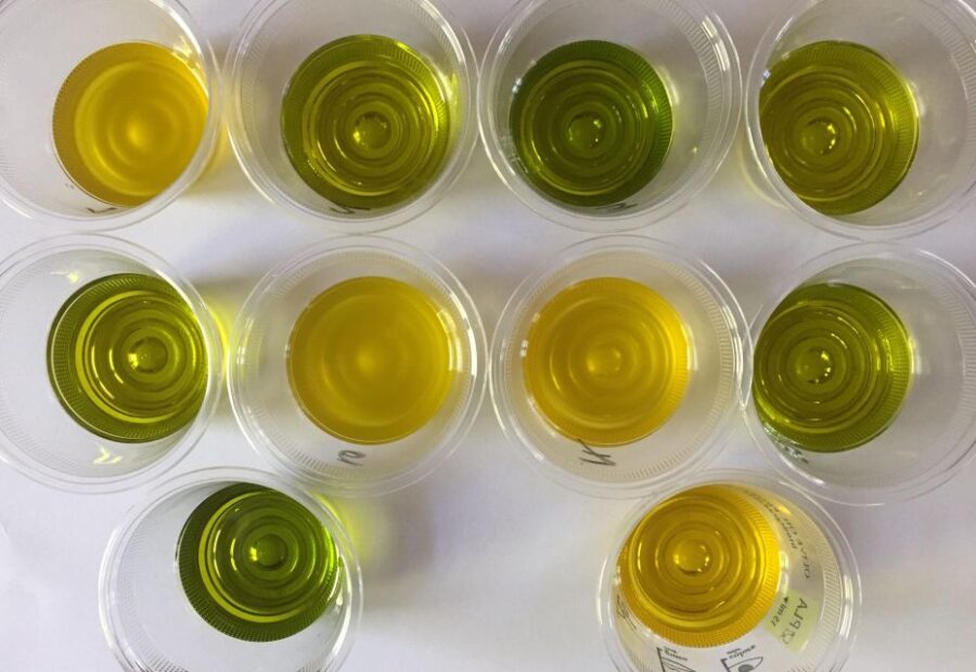 Johnny Madge Olive Oil Tastings