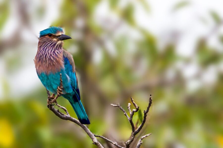 Kalutara/Bentota/Kosgoda/Ahungalla/Hikkaduwa: Yala Safari