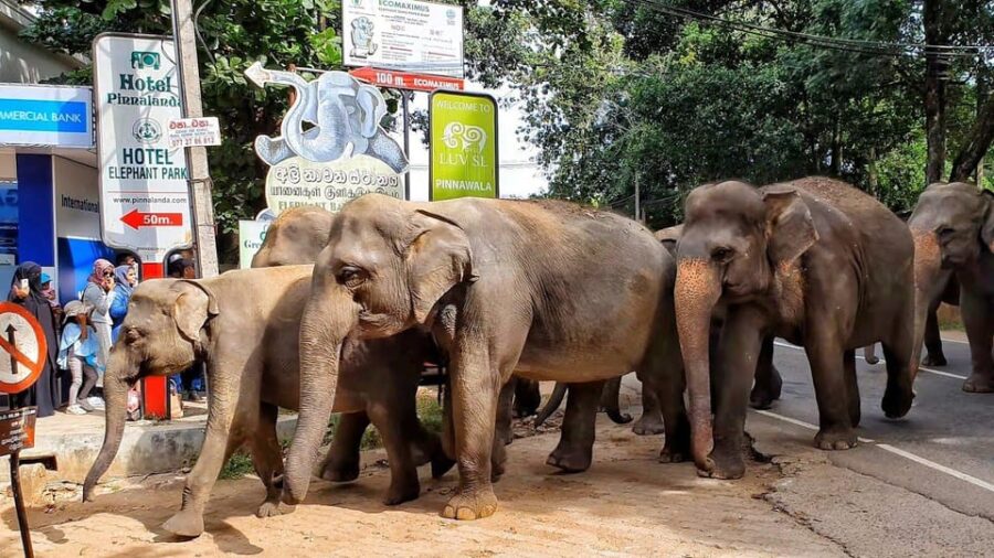Kandy & Pinnawala: Discover Culture & Nature in a Day Tour.