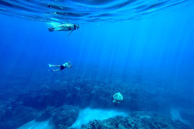 Kayak, Whale Watch, and Snorkel With Optional Photo and Video