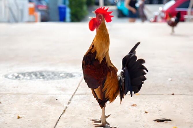 Key West: The Conch Republic Come Alive