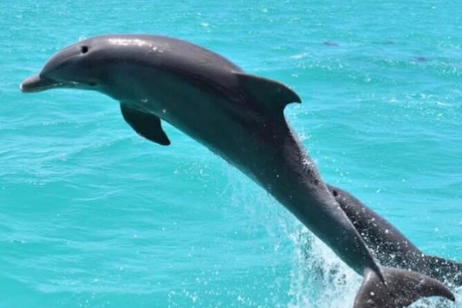Key Wests Favorite Afternoon Dolphin Sail