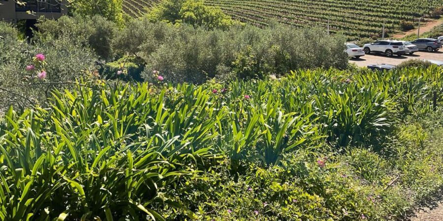 Kirstenbosch Botanical Gardens and Constantia Wine Tasting - Tour Overview