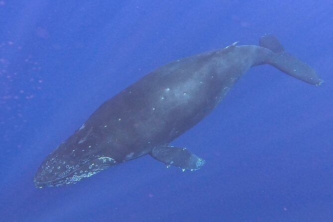 Kona Humpback Whale Watching Review