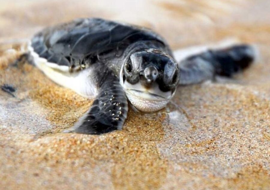 Kosgoda: Turtle Hatchery & Short South Coast Trip