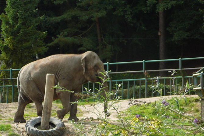 Krakow: Zoo Tour