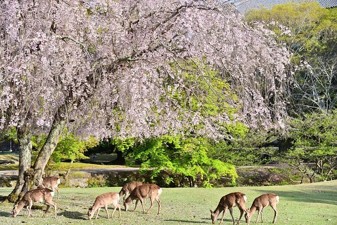 Kyoto and Nara Park One Day Tour With Lunch From Osaka/Kyoto
