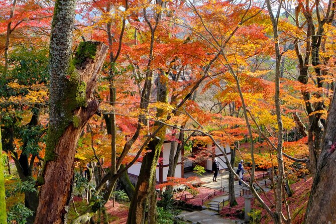 Kyoto Arashiyama: Fall Foliage Walking Tour【Autumns Limited】