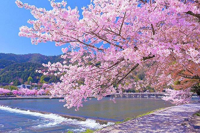 Kyoto Sakura & Hidden Gems of Timeless Tradition