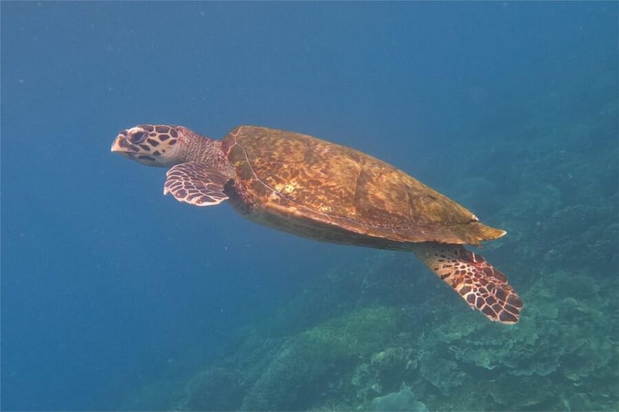 Labuan Bajo: Dragons Day Trip & Island Hopping With All Fee