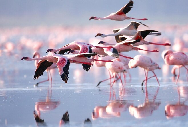 Lake Nakuru National Park: Day Trip From Nairobi