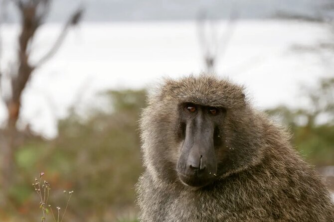 Lake Nakuru NP Half-Day Safari
