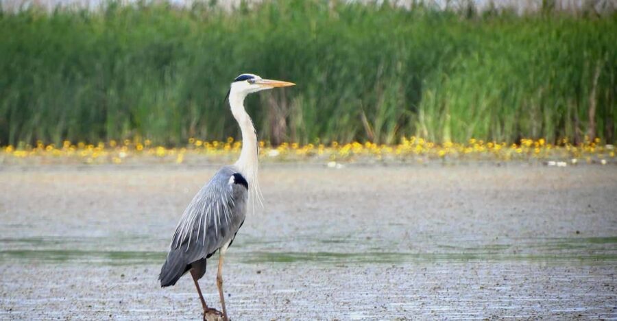 Lake Tisza: Boat Trip in the Bird Paradise