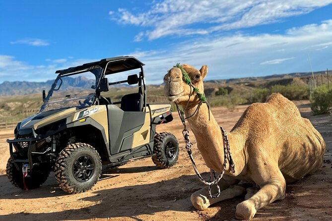 Las Vegas Guided UTV Safari and Zoo Tour - About the Tour