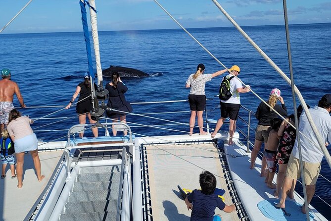 Late Morning Whale Watch Cruise From Abay