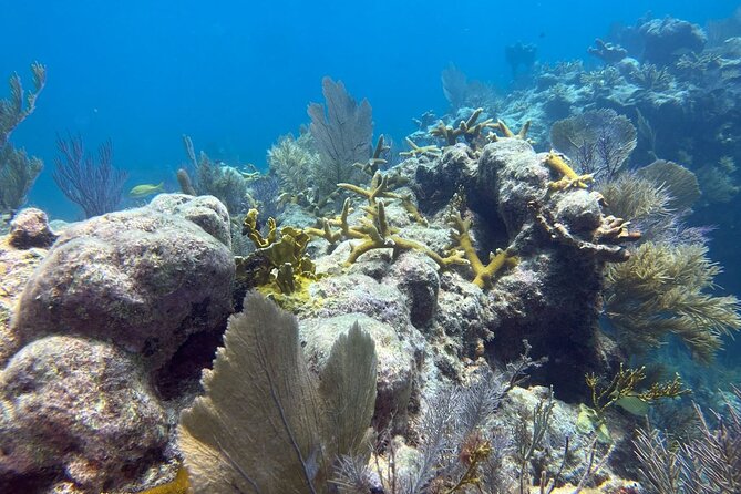 Let It Ride Charters-Private Fishing / Snorkel Combo Key Largo FL - Fishing and Snorkeling Experience