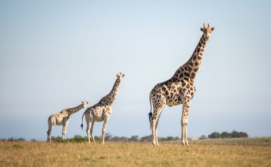 Little Brak River: Botlierskop Guided Game Drive