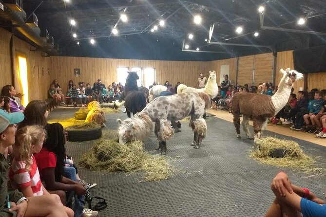 Llama Encounter at ShangriLlama Castle!