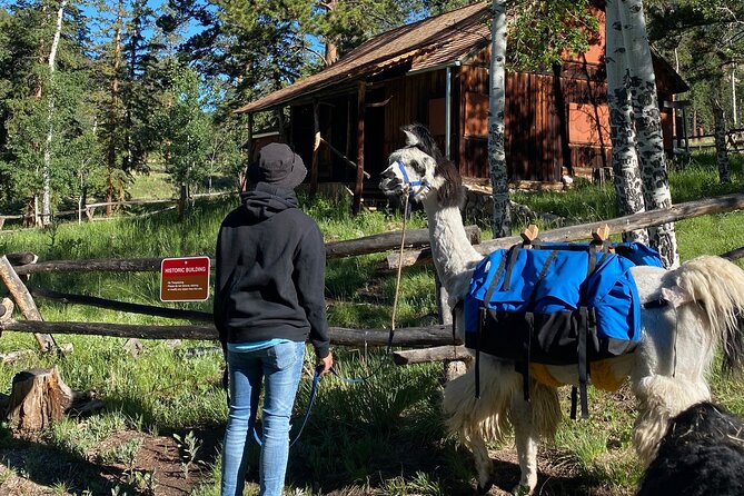 Llama to Lunch in the Rocky Mountains Review
