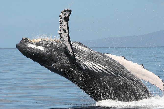 Malolo Whale Watch Cruise Review - Overview of the Malolo Whale Watch Cruise