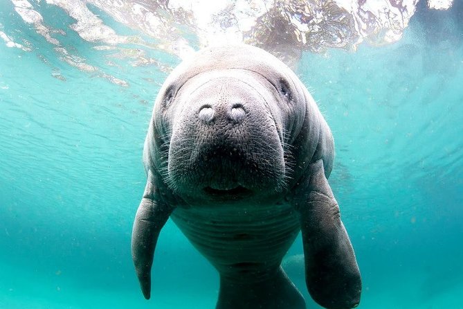 Manatee Snorkel Tour – Small Group