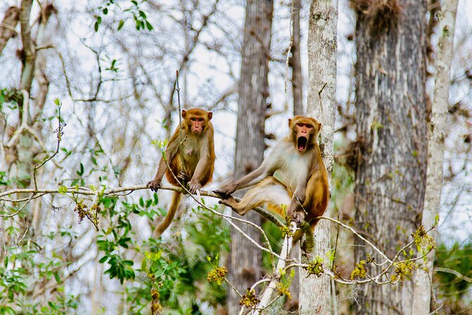 Manatees, Monkeys and Florida Natural Spring Adventure Tour