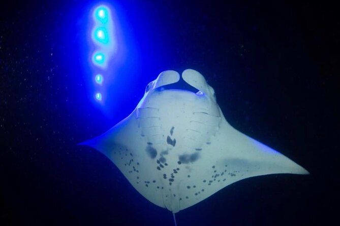 Manta Ray Night Snorkel – GUARANTEED Sightings – Kona, Hawaii
