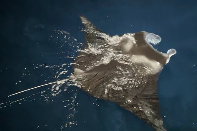 Manta Ray Night Snorkeling Adventure in Kailua-Kona - Overview and Experience
