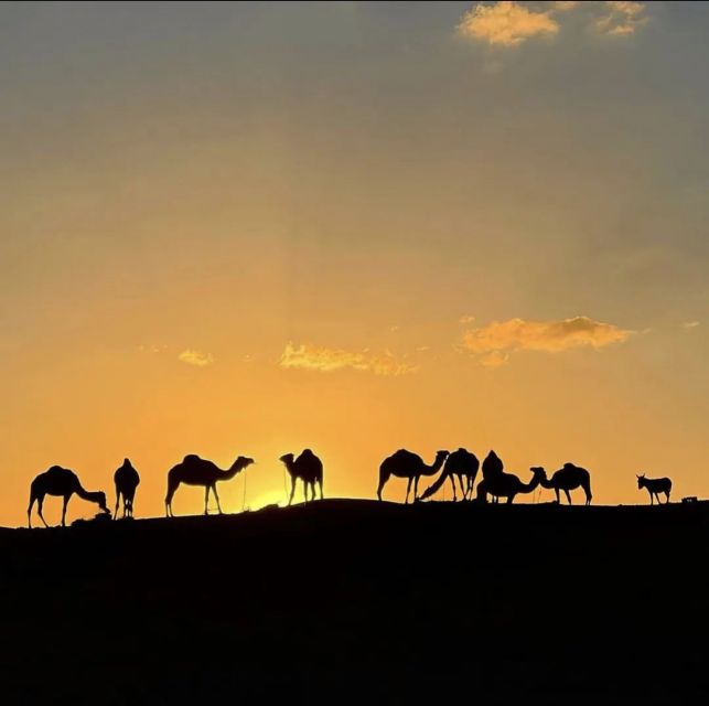 Marrakech: Atlas Mountains Paraglide and Camel Ride Day Trip