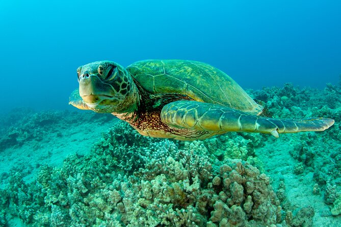 Maui Magic Adventure Snorkel: Molokini Crater and Turtle Stop