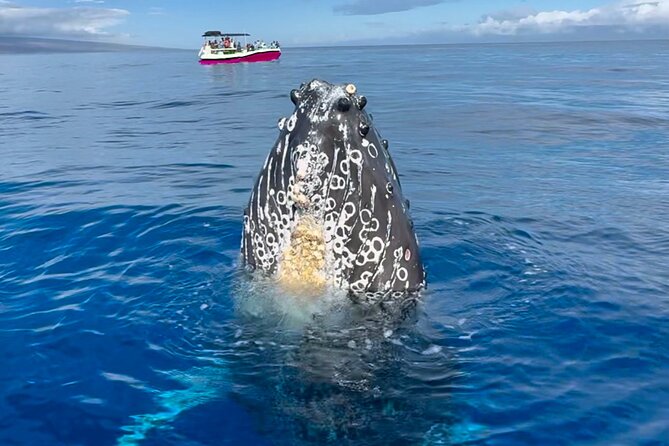Maui Mid Day Magic Whale Watch - Tour Details