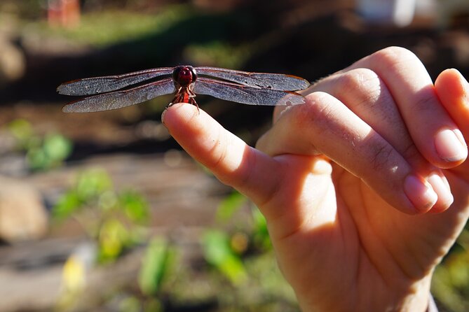 Maui Native Reforestation Experience Review