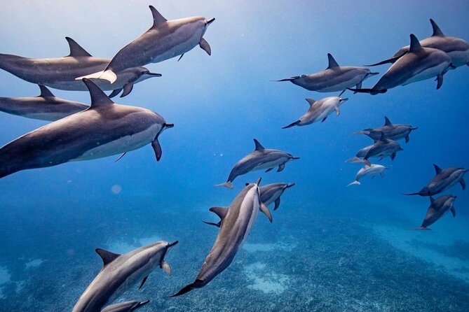 Maui to Lanai Semi-Private Eco Raft Snorkel & Dolphin Tour - Safety and Crew