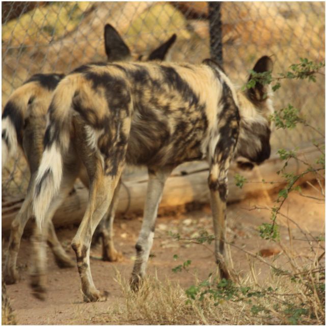 Mbombela: Blyde River Canyon & Moholoholo Wildlife Centre