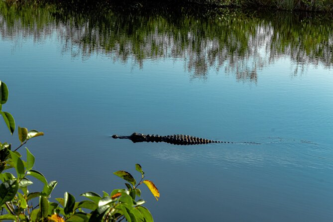 MIAMI: Everglades Airboat, Gator Wildlife Show With Roundtrip Bus