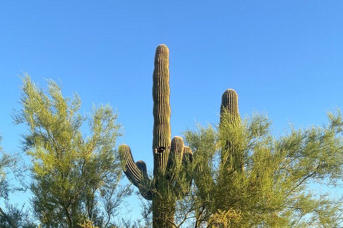 Mindful Journey: a Guided Morning Walk Through the Sonoran Desert
