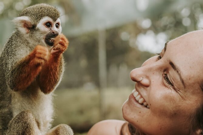 Monkey Jungle With Zip Line