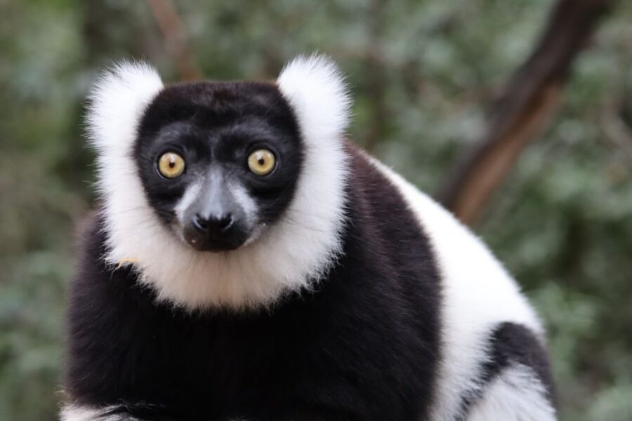 Monkeyland, Birds of Eden, Jukani - Animal Sanctuaries - Discovering the Sanctuaries