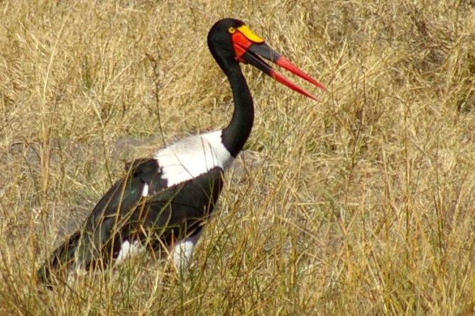 Moremi Game Reserve Day Trip