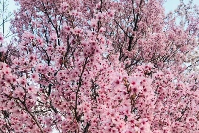 Mt.Fuji Day Tour From Tokyo With Chinese and English Service
